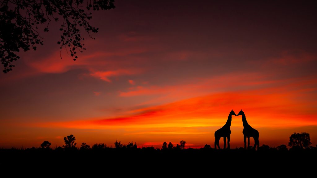 Amazing sunset and sunrise.Panorama silhouette tree in africa with sunset.Dark tree on open field dramatic sunrise.Safari theme.Giraffes African.